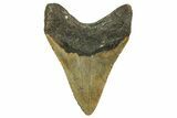 Fossil Megalodon Tooth - North Carolina #363711-1